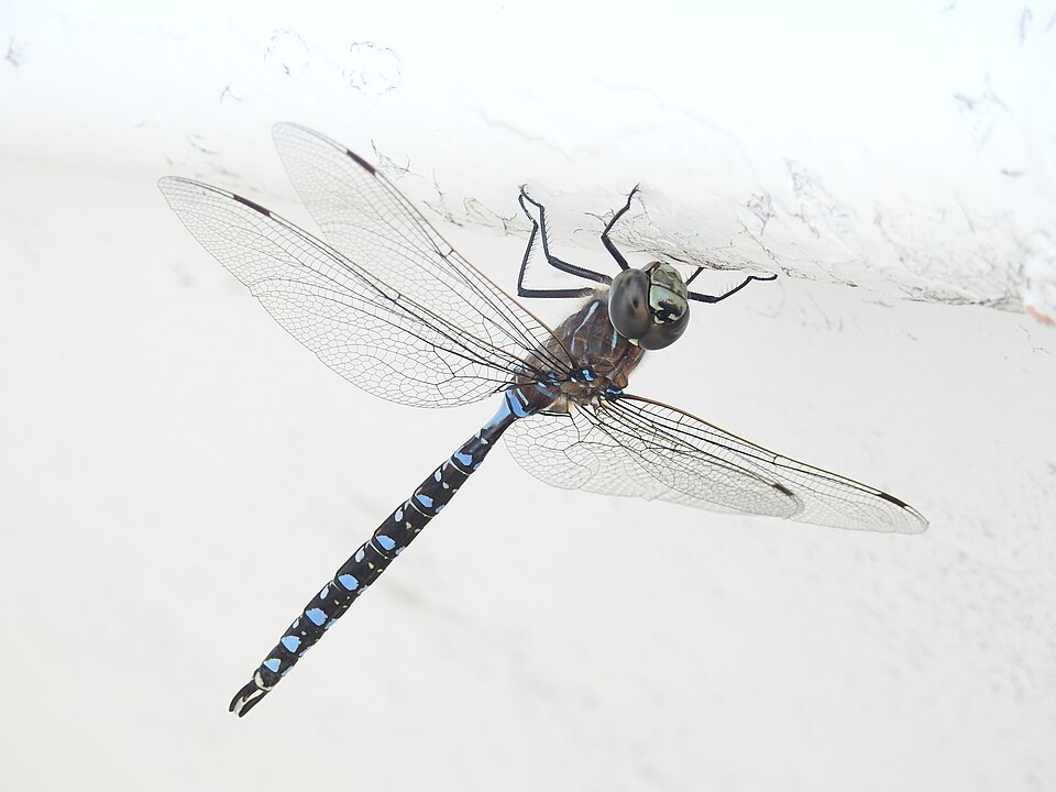 Photo of Variable darner