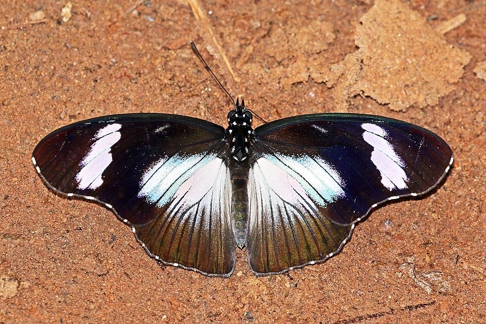 Photo of Variable diadem