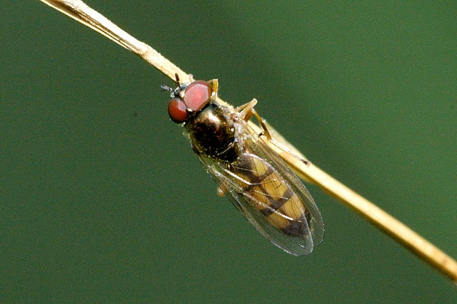Photo of Variable duskyface fly