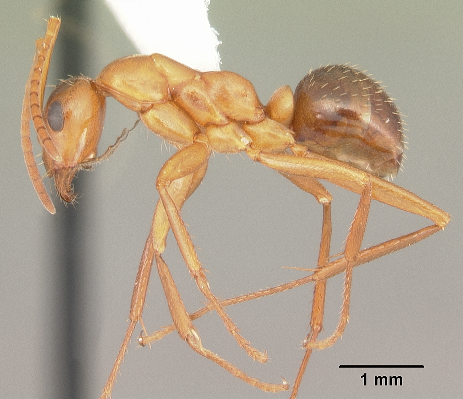 Photo of Variable field ant