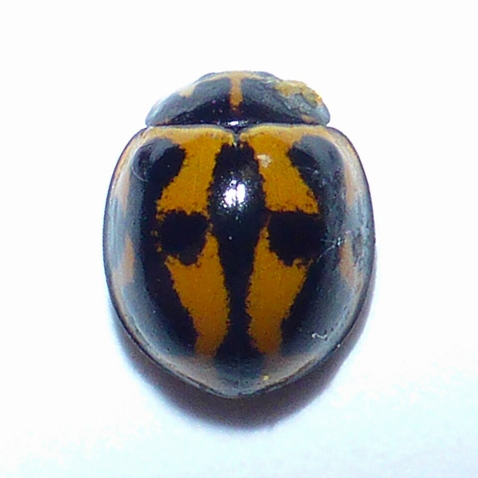 Photo of Variable ladybird beetle