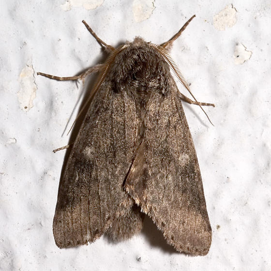 Photo of Variable oakleaf caterpillar moth
