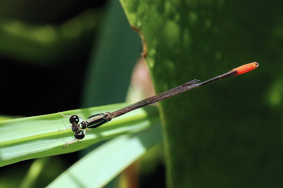 Photo of Variable wisp