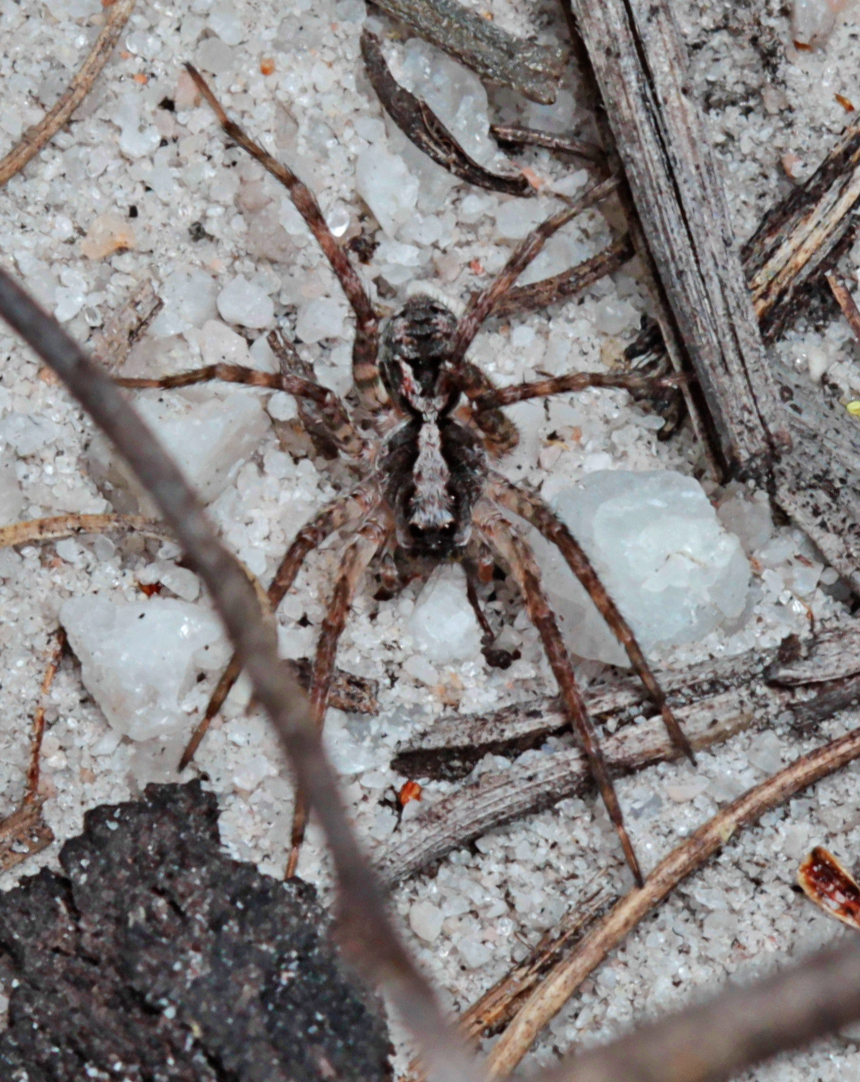 Photo of Variable wolf spider