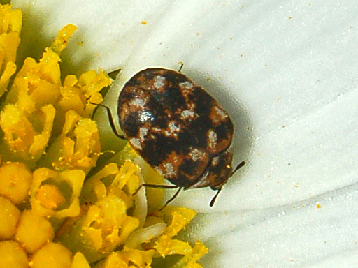 Photo of Varied carpet beetle