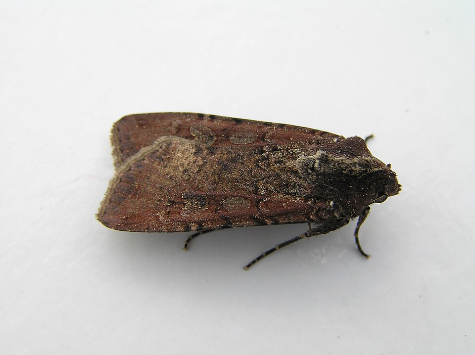Photo of Variegated cutworm moth