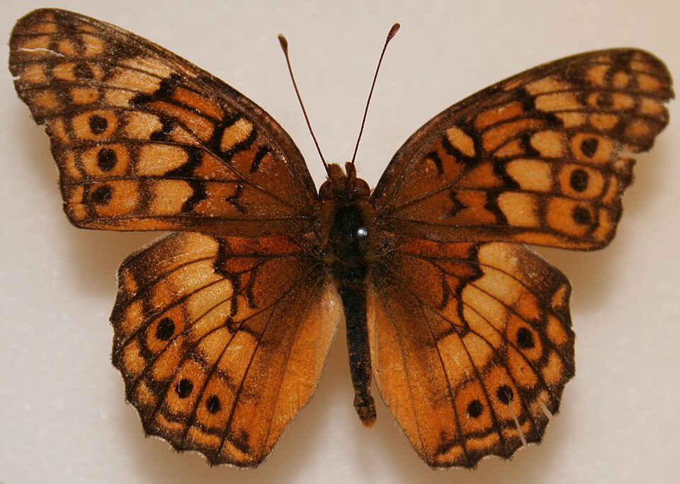 Photo of Variegated fritillary