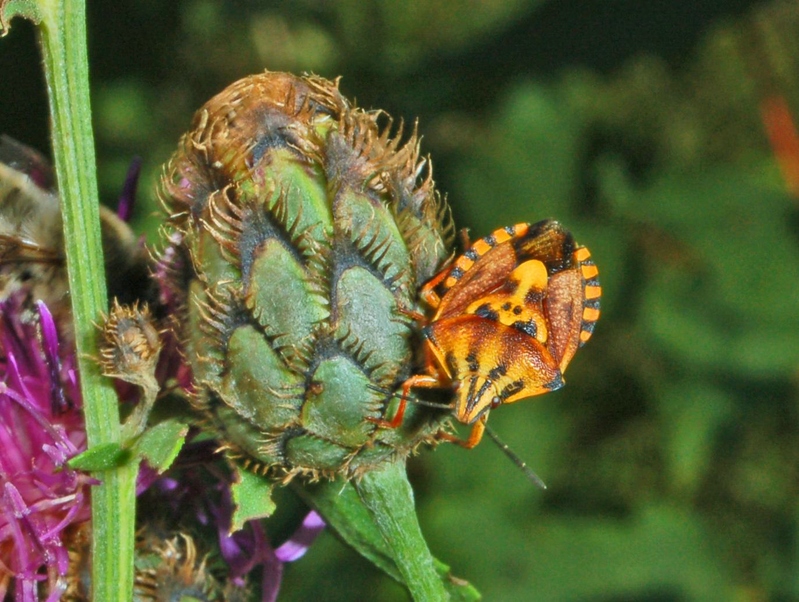 Photo of Variegated fruit bug