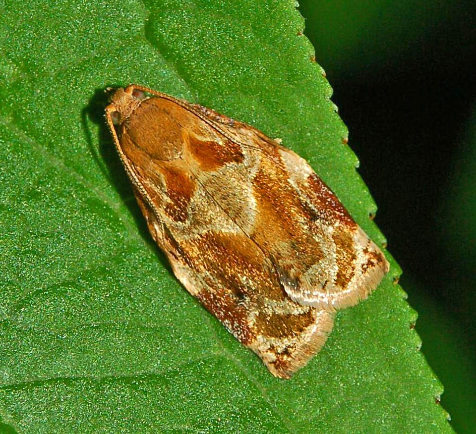 Photo of Variegated golden tortrix