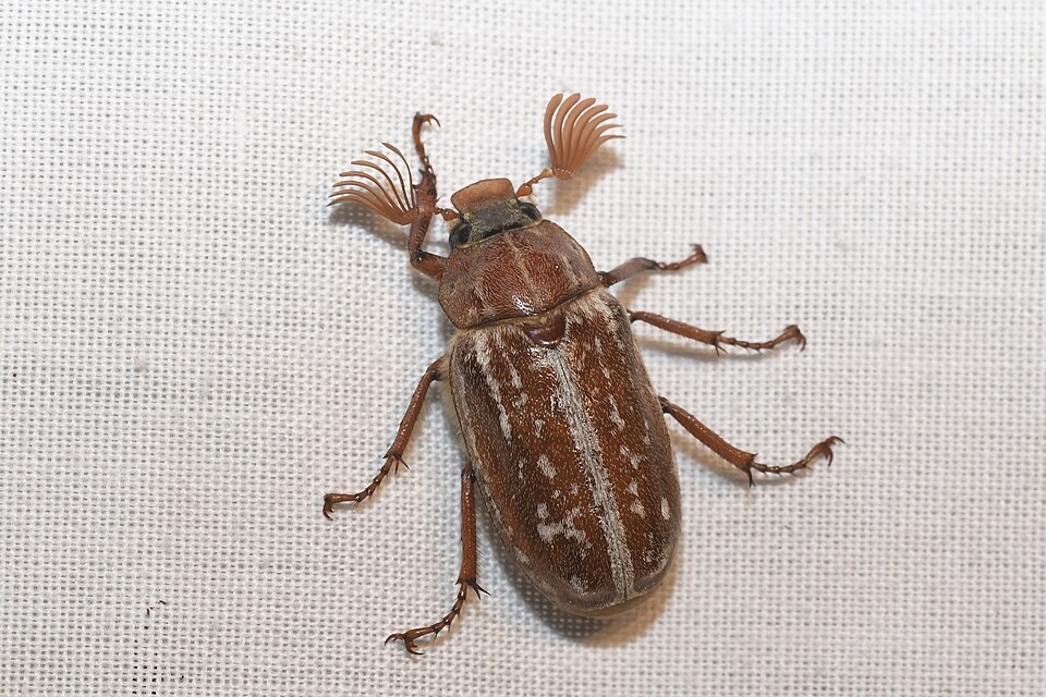 Photo of Variegated June beetle