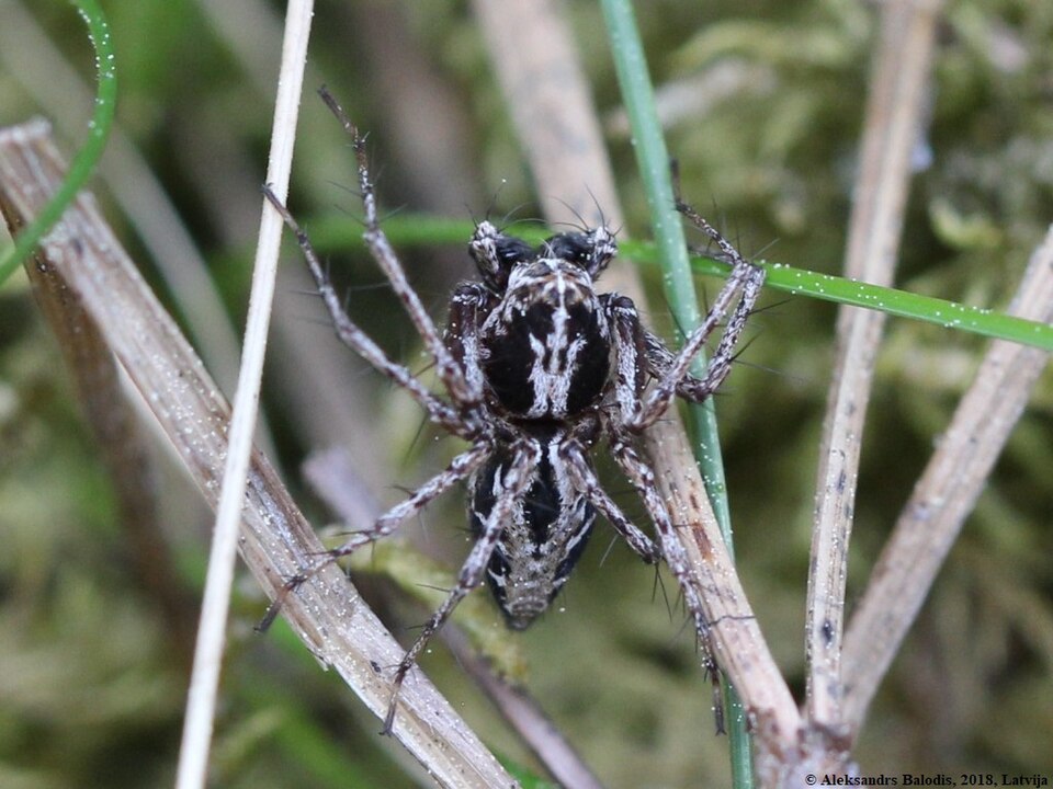 Photo of Variegated lynx spider