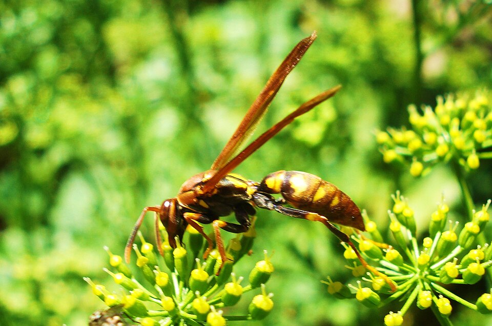 Photo of Variegated paper wasp
