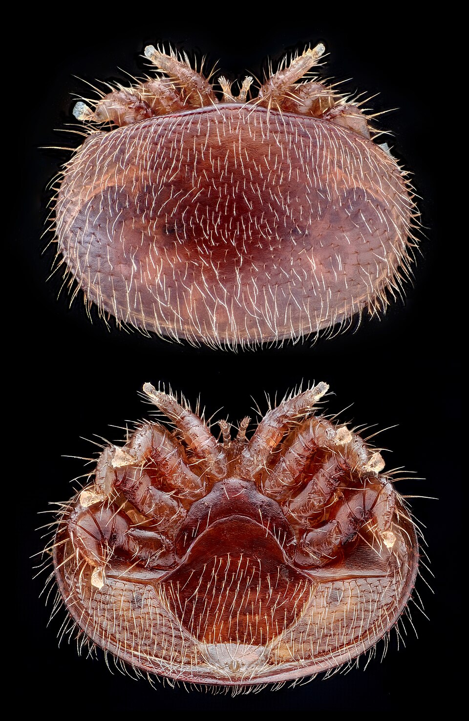 Photo of Varroalest