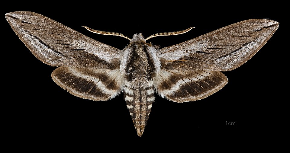 Photo of Vashti sphinx