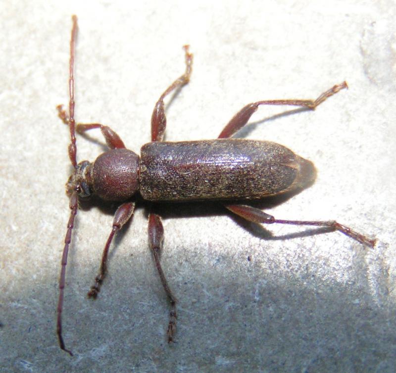 Photo of Velvet longhorned beetle