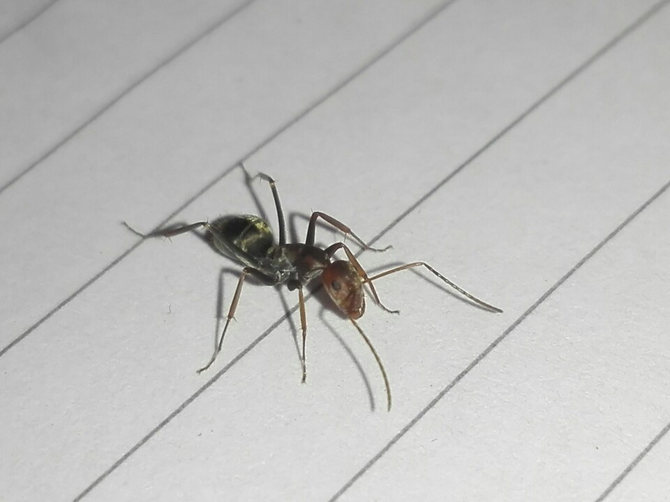 Photo of Velvet sugar ant