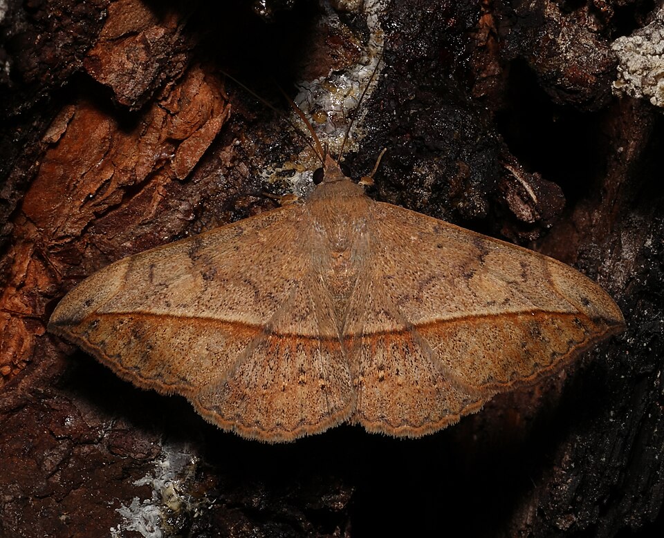 Photo of Velvetbean caterpillar moth