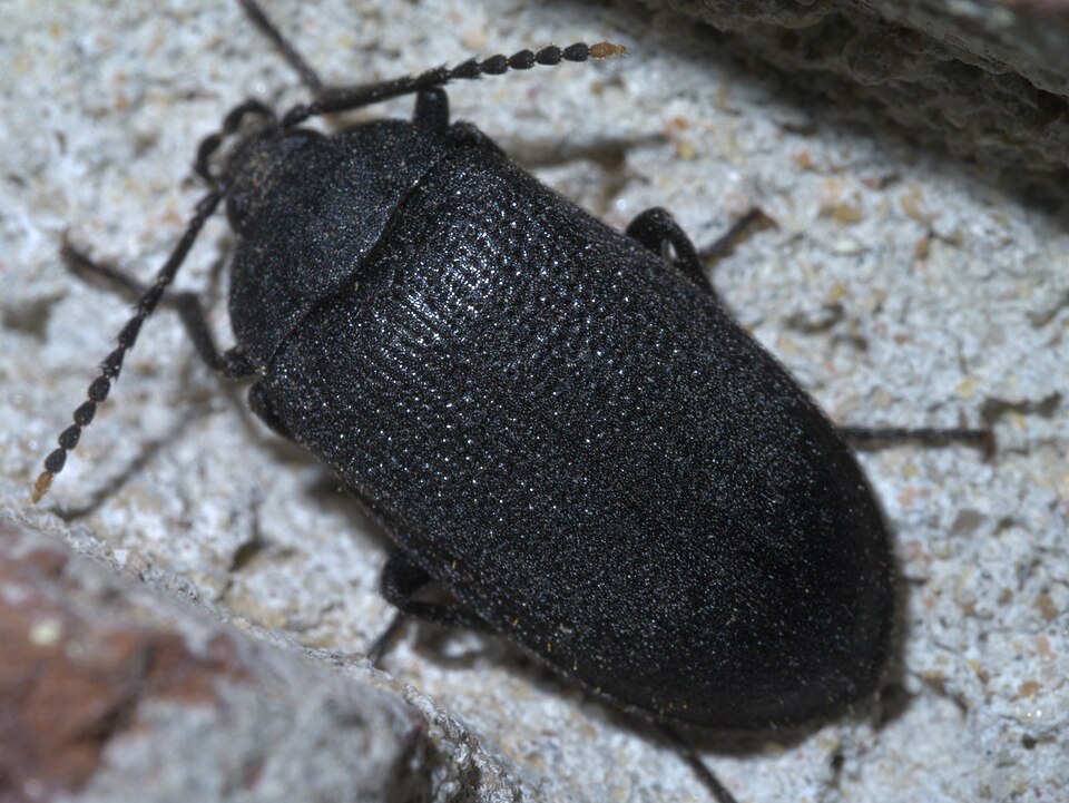 Photo of Velvety bark beetle