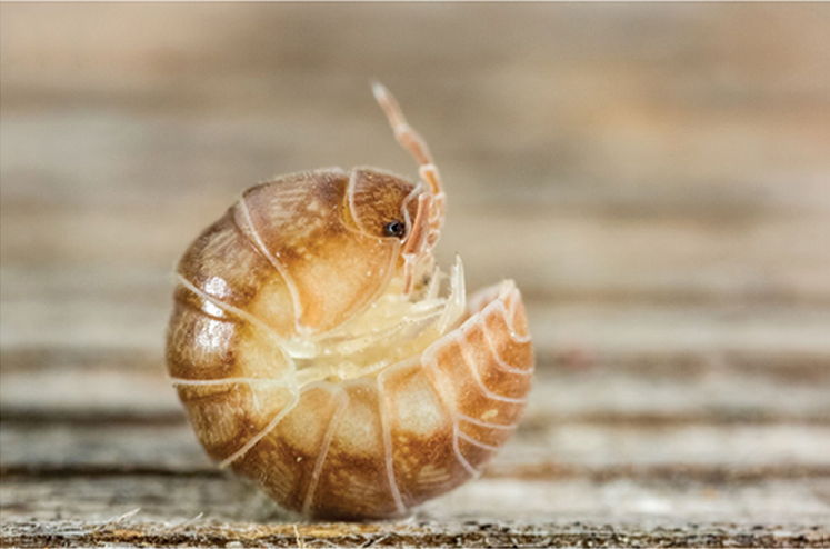 Photo of Velvety pill woodlouse