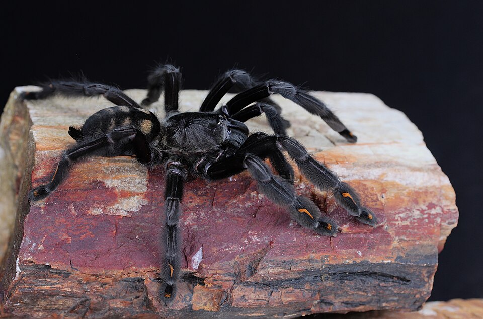 Photo of Venezuelan suntiger tarantula