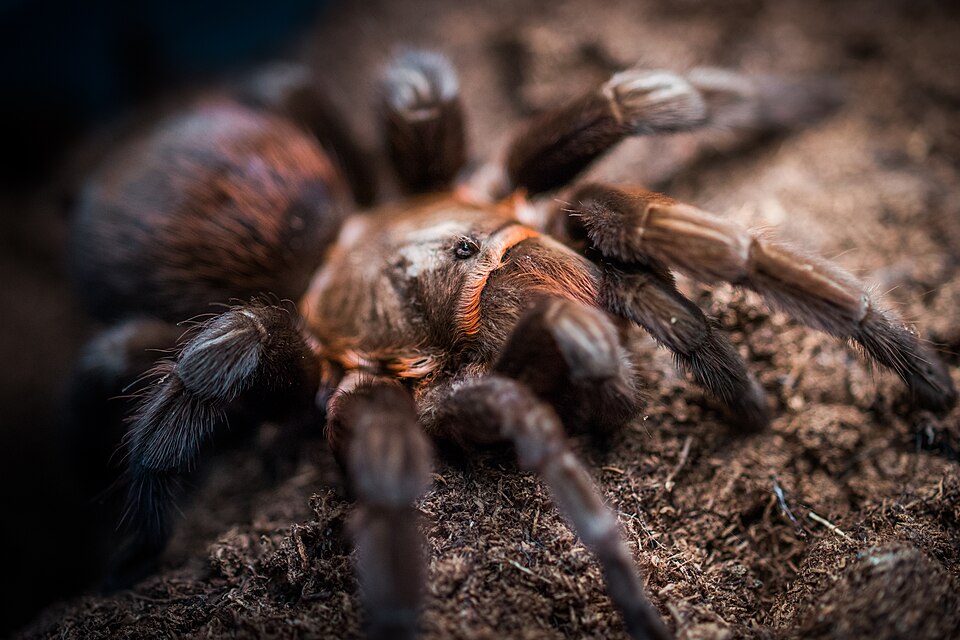 Photo of Veracruz red-rump tarantula