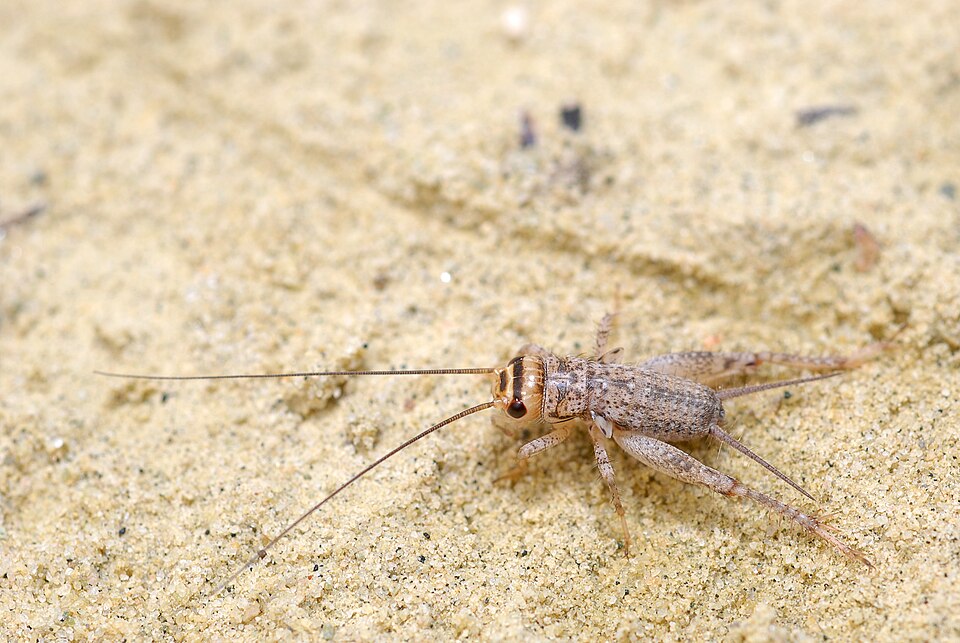 Photo of Verge cricket