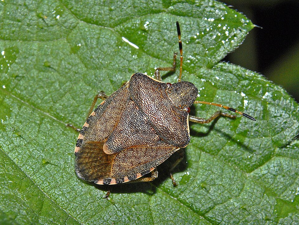 Photo of Vernal shield bug