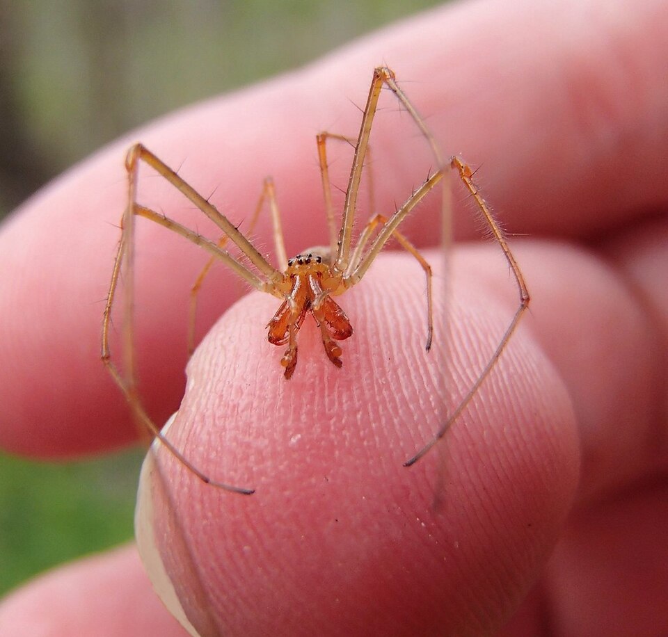 Photo of Versicolor long-jawed orbweaver