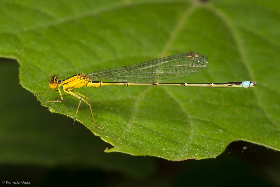 Photo of Vesper bluet