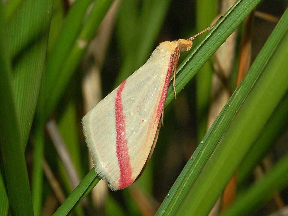 Photo of Vestal