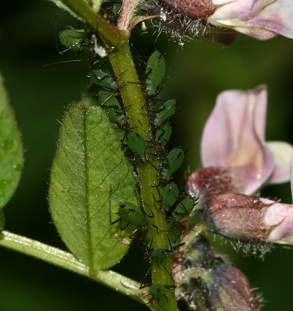 Photo of Vetch aphid