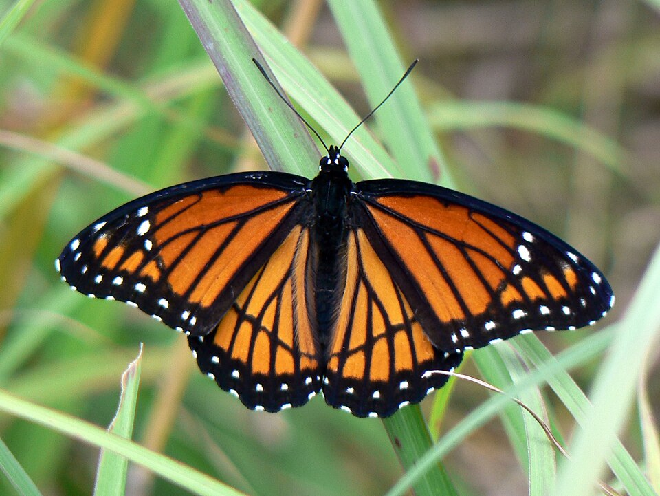 Photo of Viceroy butterfly