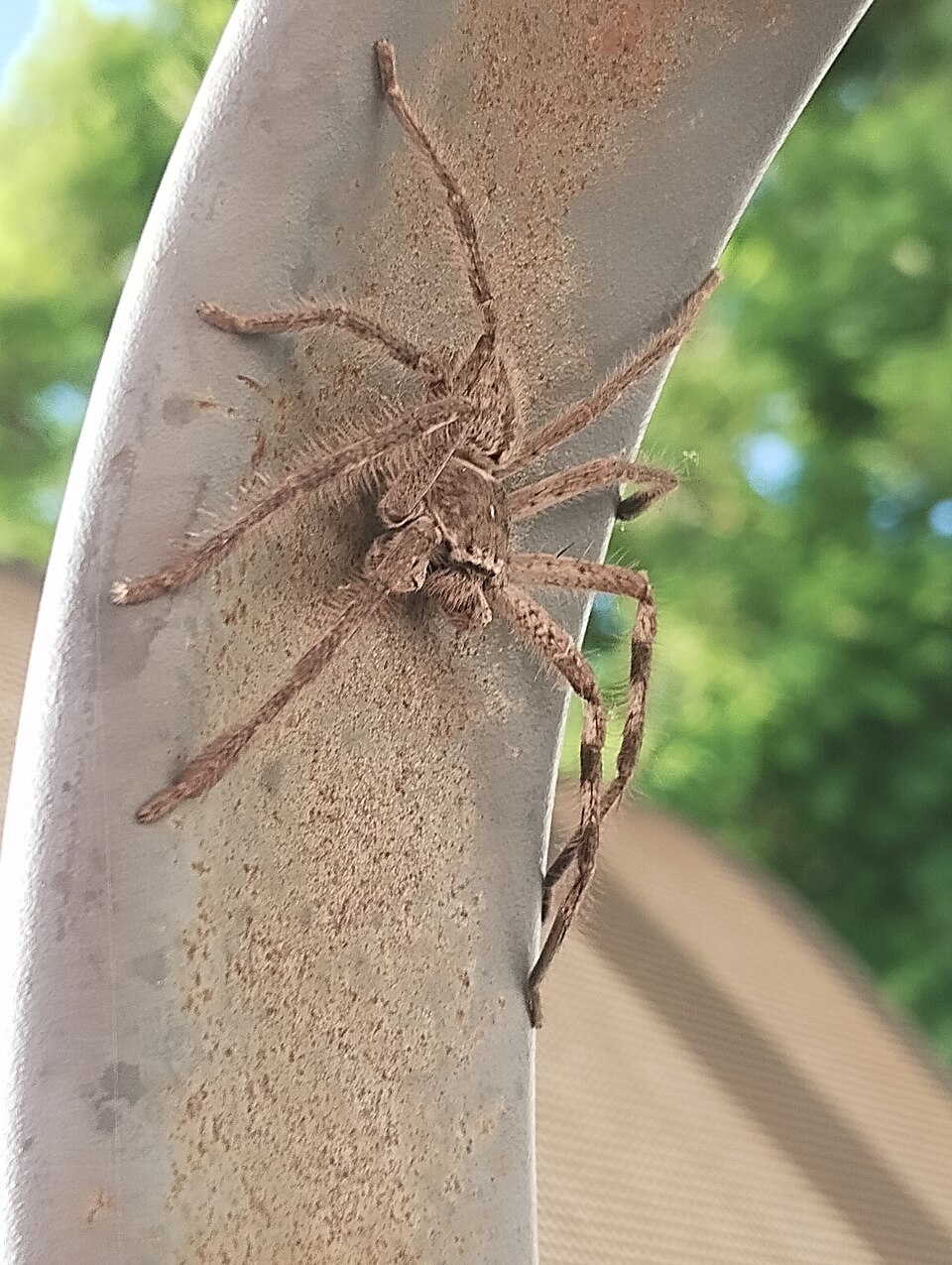 Photo of Victorian huntsman spider