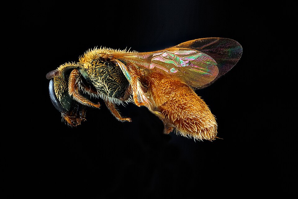 Photo of Viereck's sweat bee