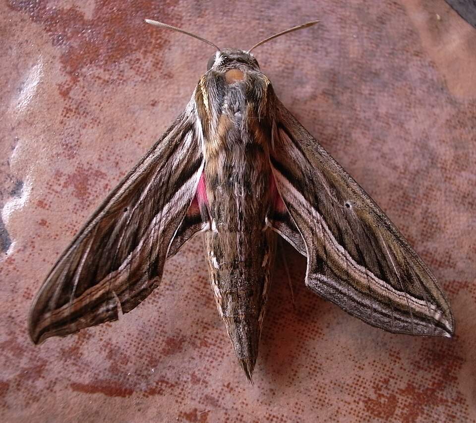 Photo of Vine hawkmoth