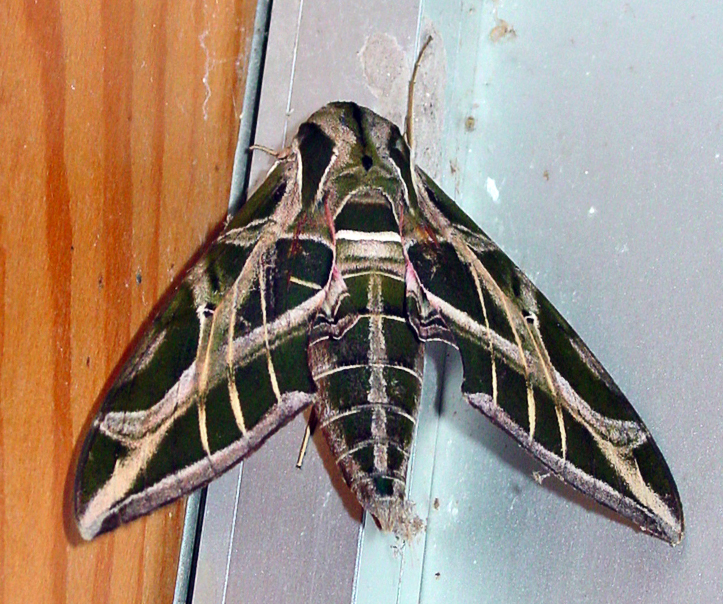 Photo of Vine sphinx
