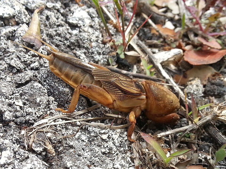 Photo of Vineyard mole-cricket