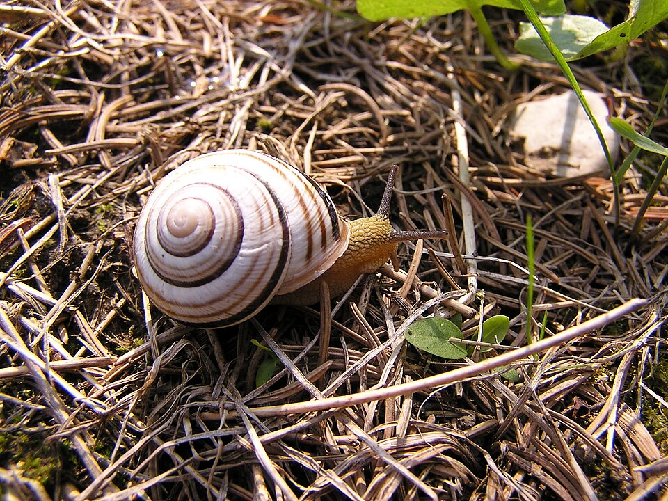 Photo of Vineyard snail