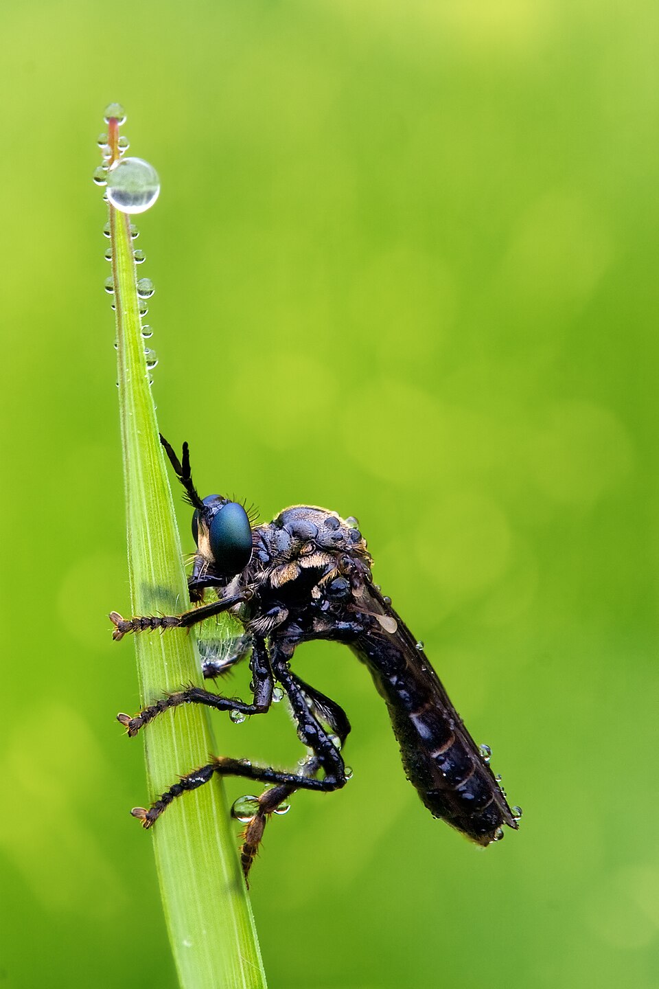 Photo of Violet black-legged robber fly