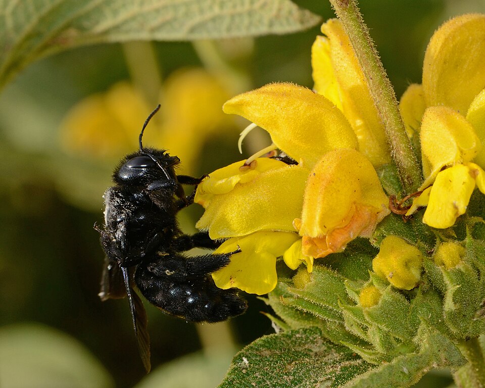Photo of Violet carpenter bee