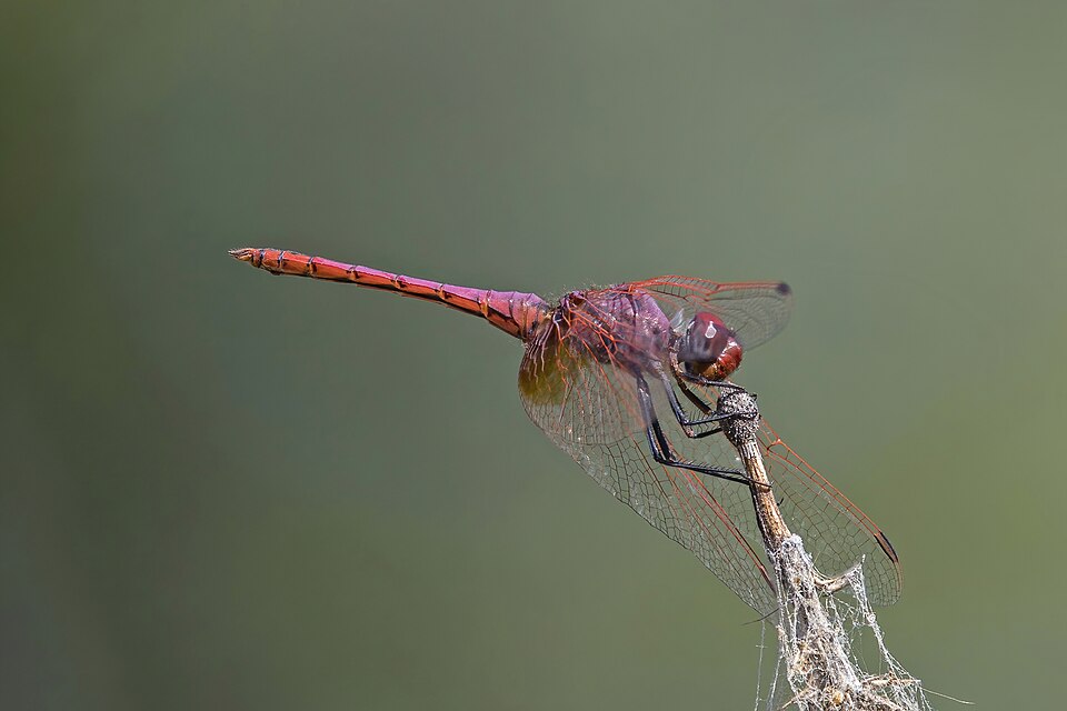 Photo of Violet dropwing