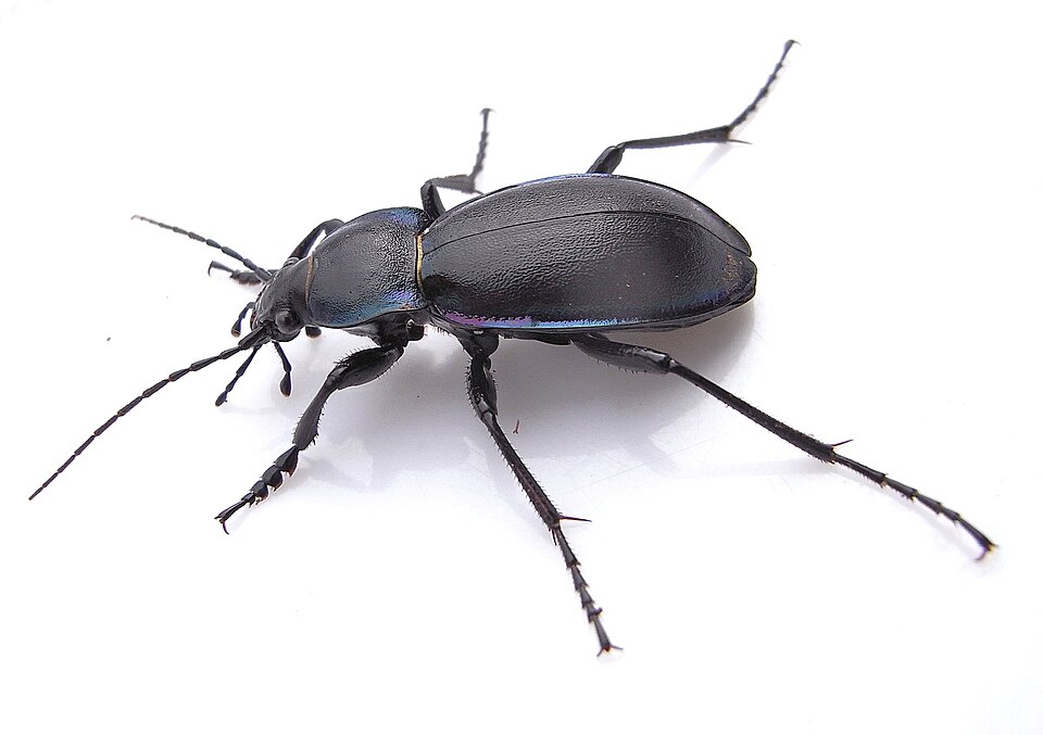Photo of Violet ground beetle