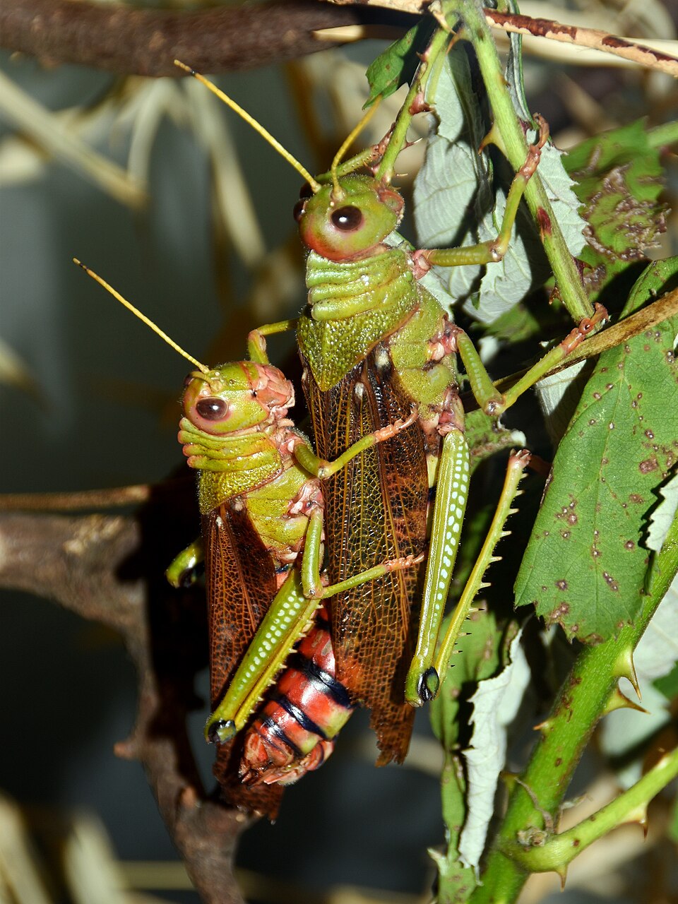 Photo of Violet-winged grasshopper