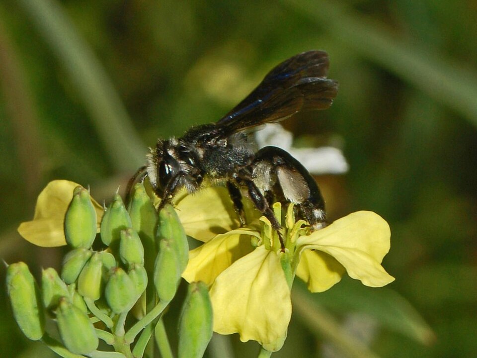 Photo of Violet-winged mining bee