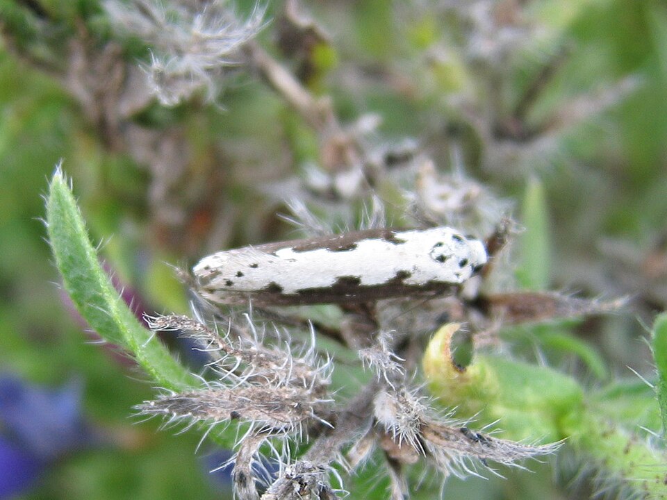 Photo of Viper's bugloss moth