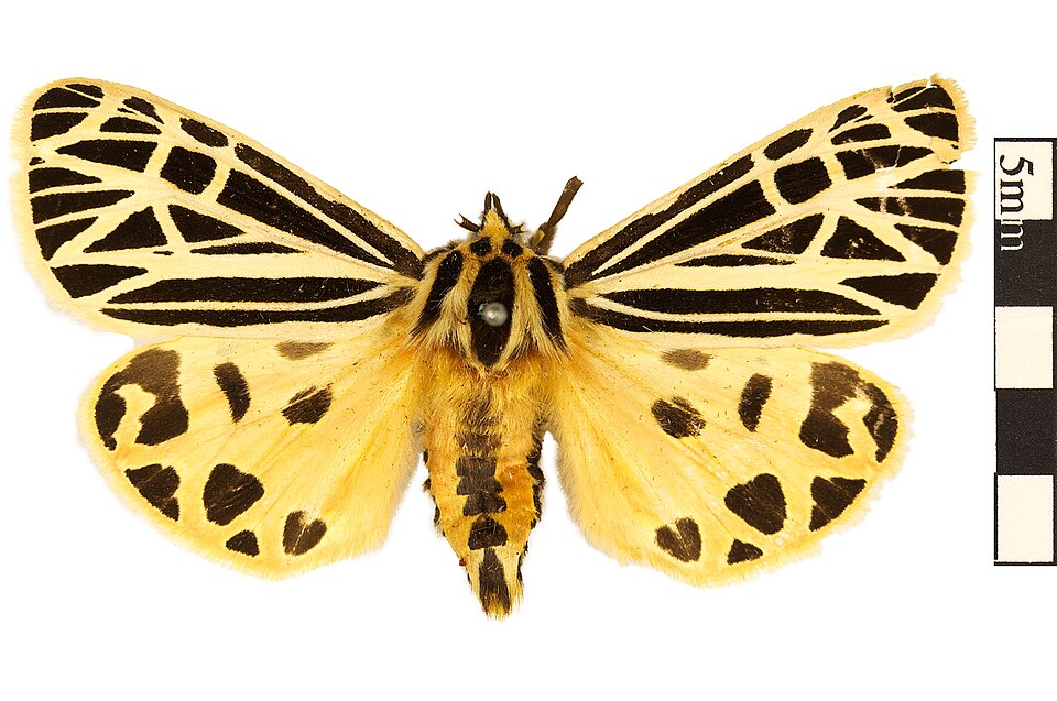 Photo of Virgin tiger moth