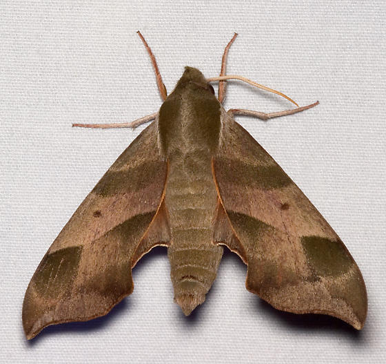 Photo of Virginia creeper sphinx