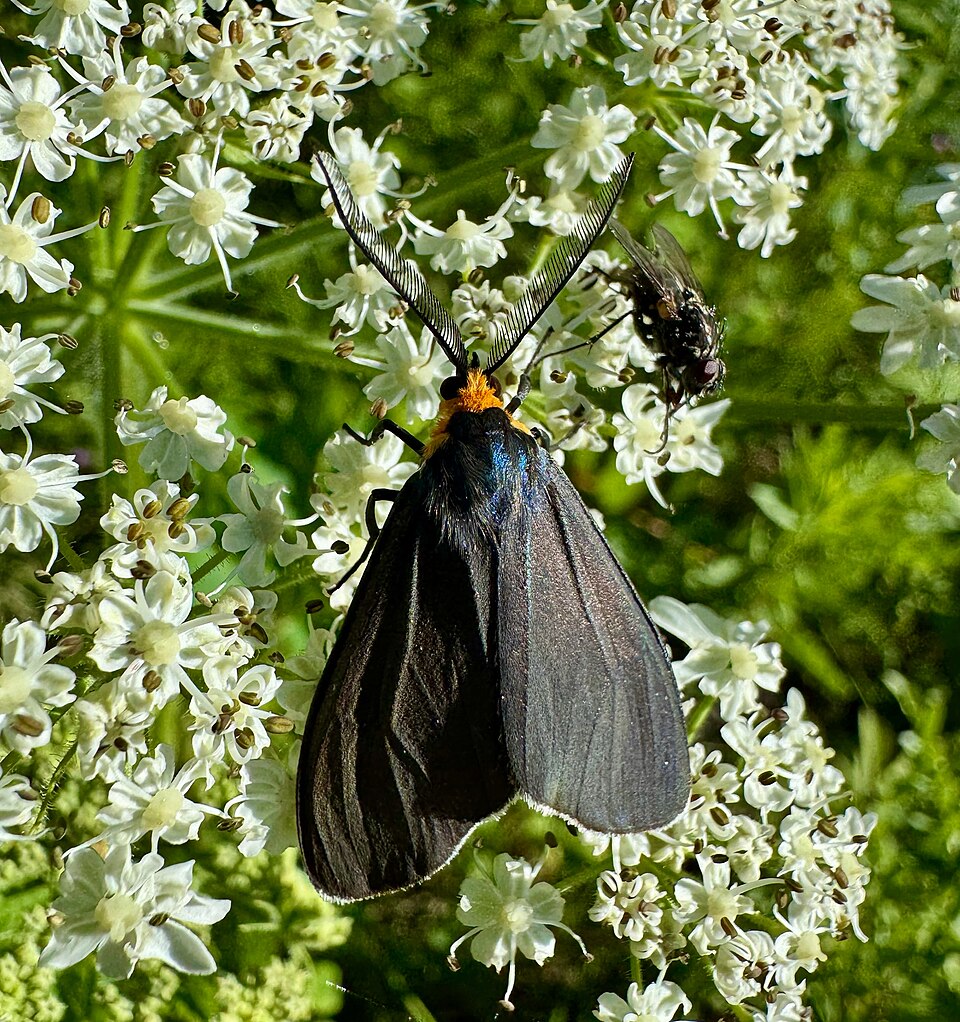 Photo of Virginia ctenucha moth