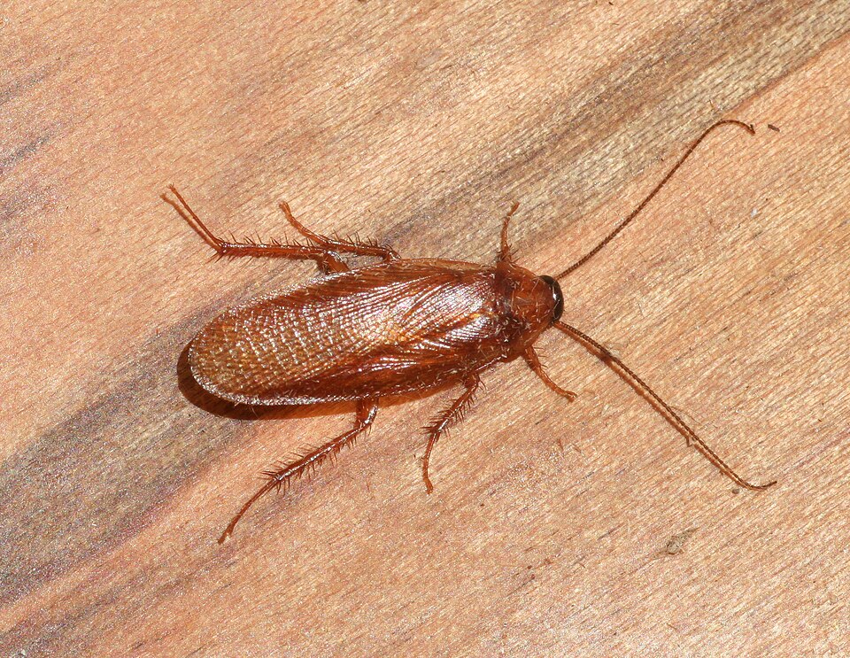 Photo of Virginia wood cockroach