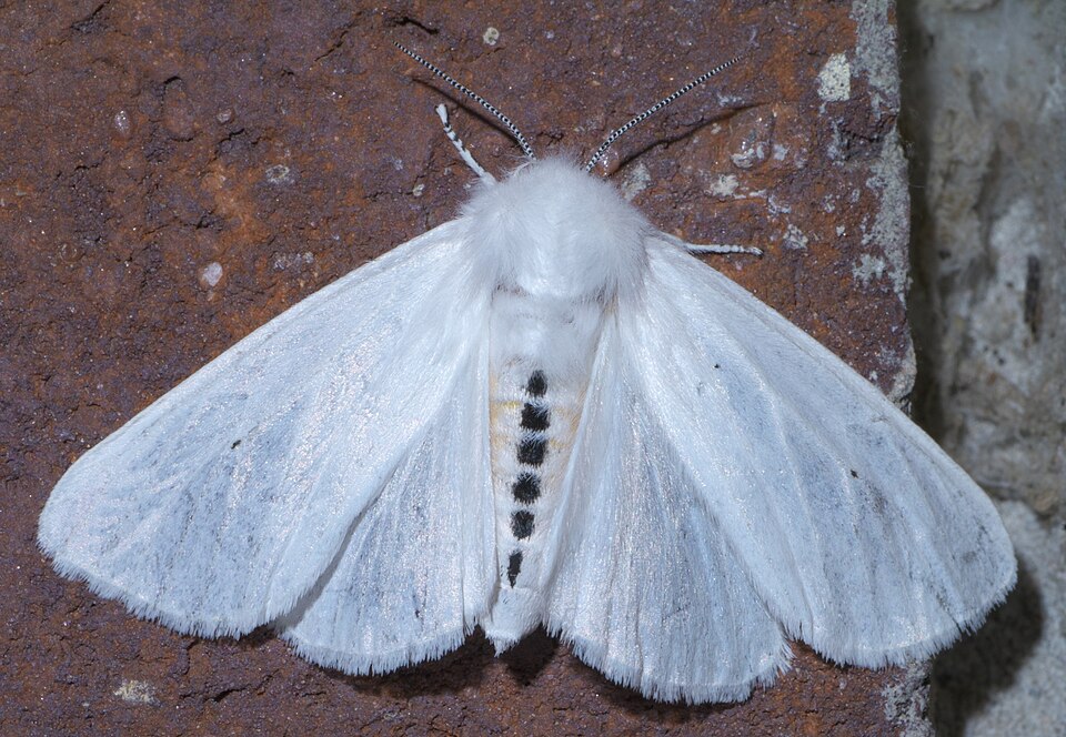 Photo of Virginian tiger moth